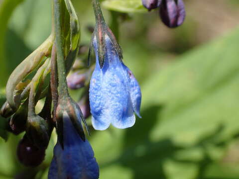 Image of northern bluebells