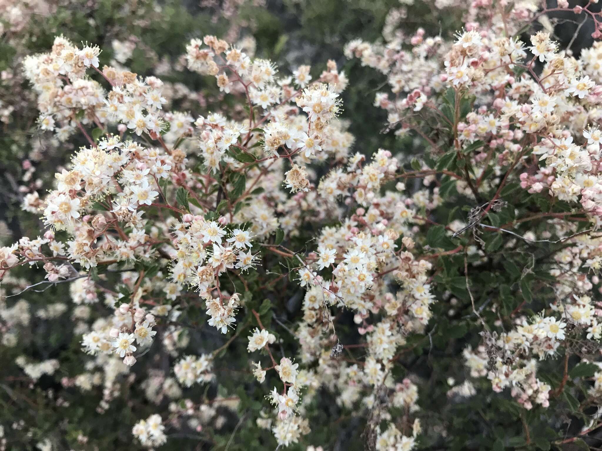 Image de Holodiscus discolor var. microphyllus (Rydb.) Jeps.