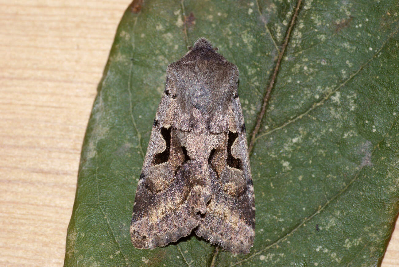 Orthosia gothica Linnaeus 1758 resmi