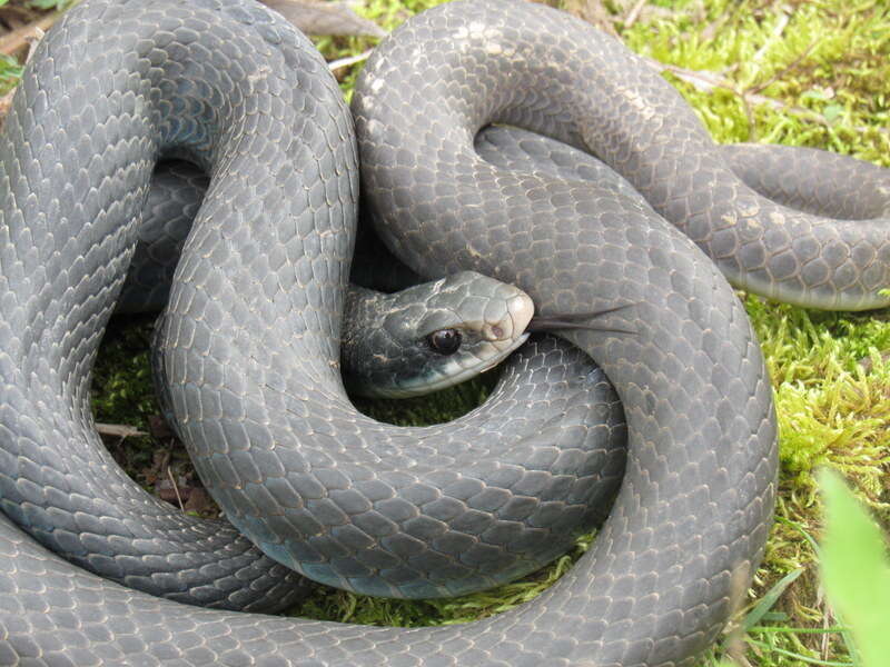 Imagem de Coluber constrictor foxii (Baird & Girard 1853)