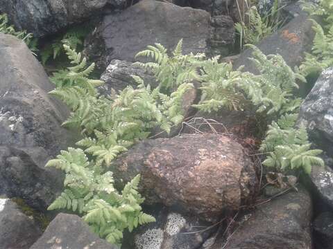 Image of scented oakfern