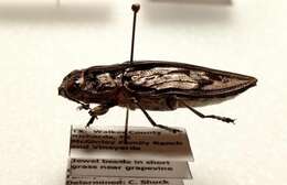 Image of Sculptured Pine Borer