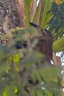 Image of White-throated Woodcreeper