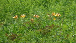 Image of Dumortier's daylily