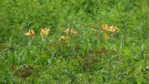 Image of Dumortier's daylily