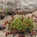 Cyperus rupestris Kunth的圖片