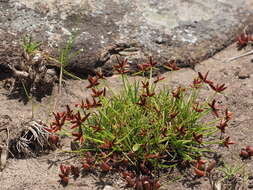 Image of Cyperus rupestris Kunth