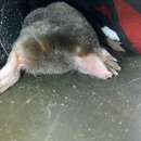 Image of Assamese Mole