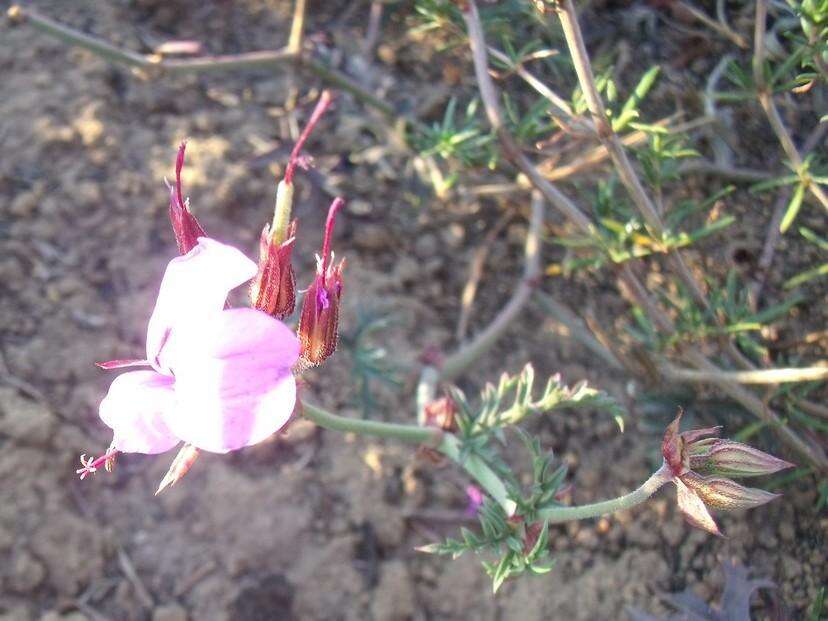 Image of Pelargonium multicaule subsp. multicaule