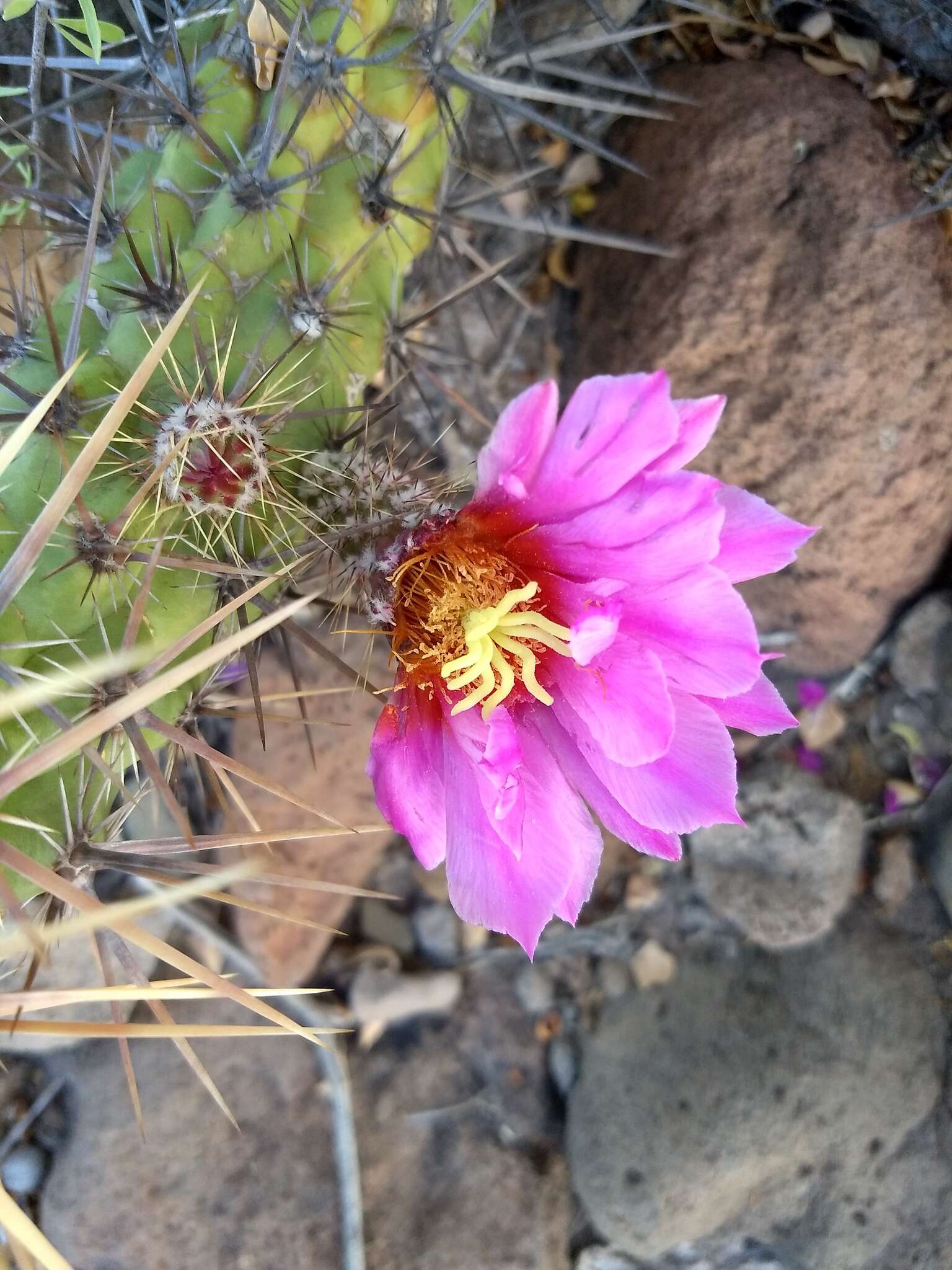 Image of Echinocereus brandegeei (J. M. Coult.) K. Schum.