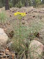 Слика од Cymopterus filifolius (Mathias, Constance & W. L. Theob.) B. L. Turner