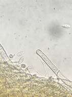 Image of Neournula nordmanensis Paden & Tylutki 1969