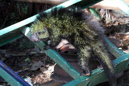 Image of Hairy Dwarf Porcupines