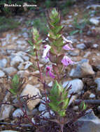 Слика од Pedicularis dichotoma Bonati