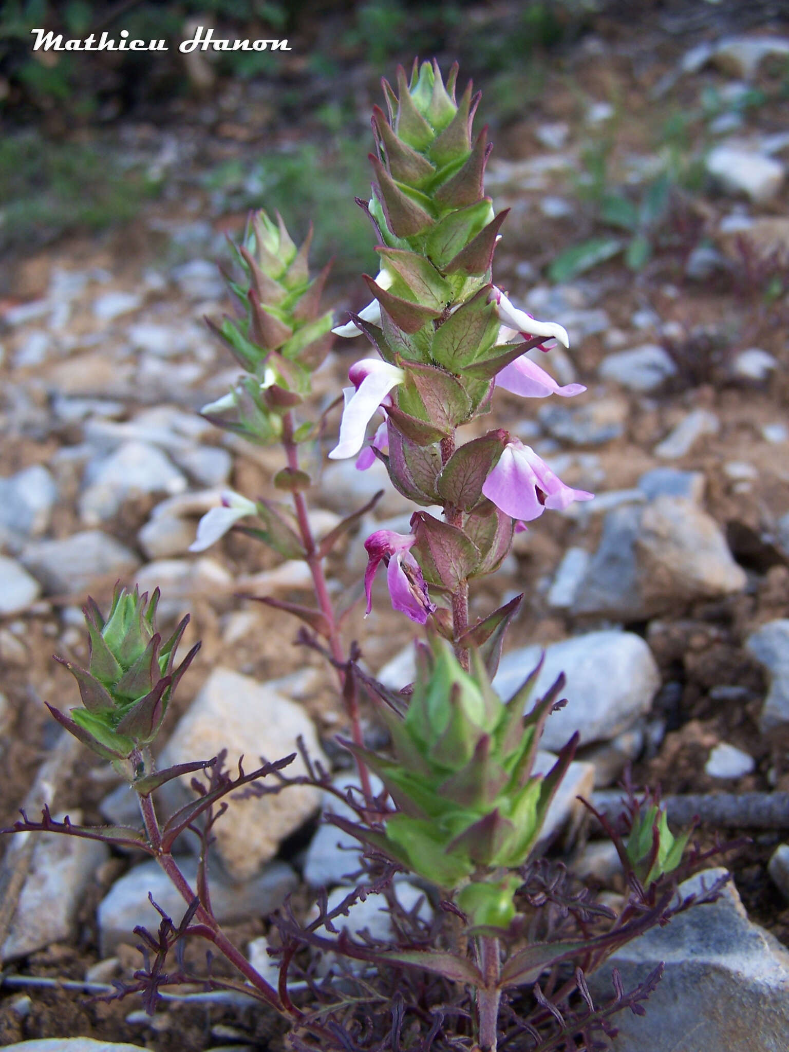 Слика од Pedicularis dichotoma Bonati