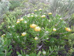 Image of Leucospermum praecox Rourke