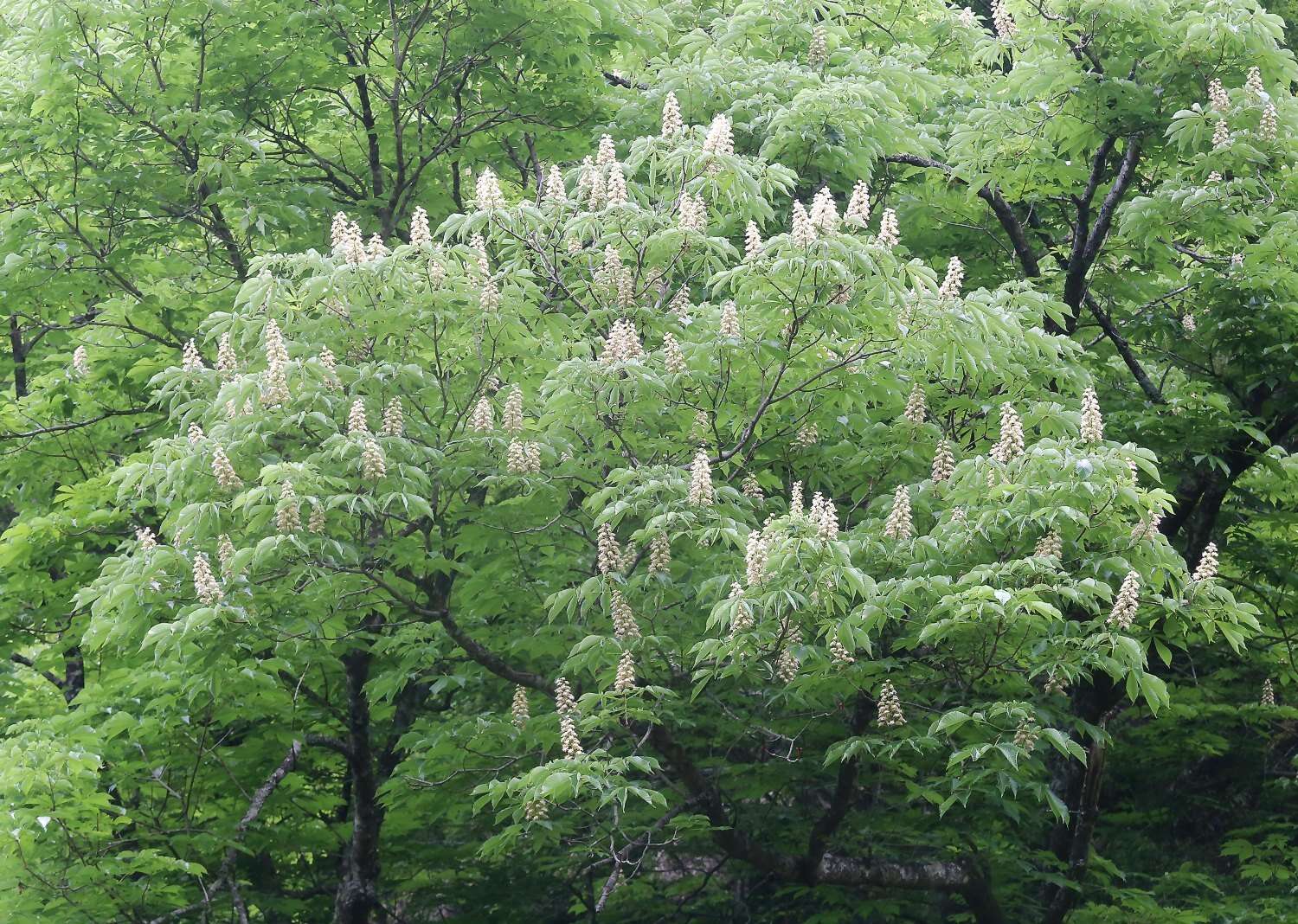 Image of Japanese Horse-chestnut