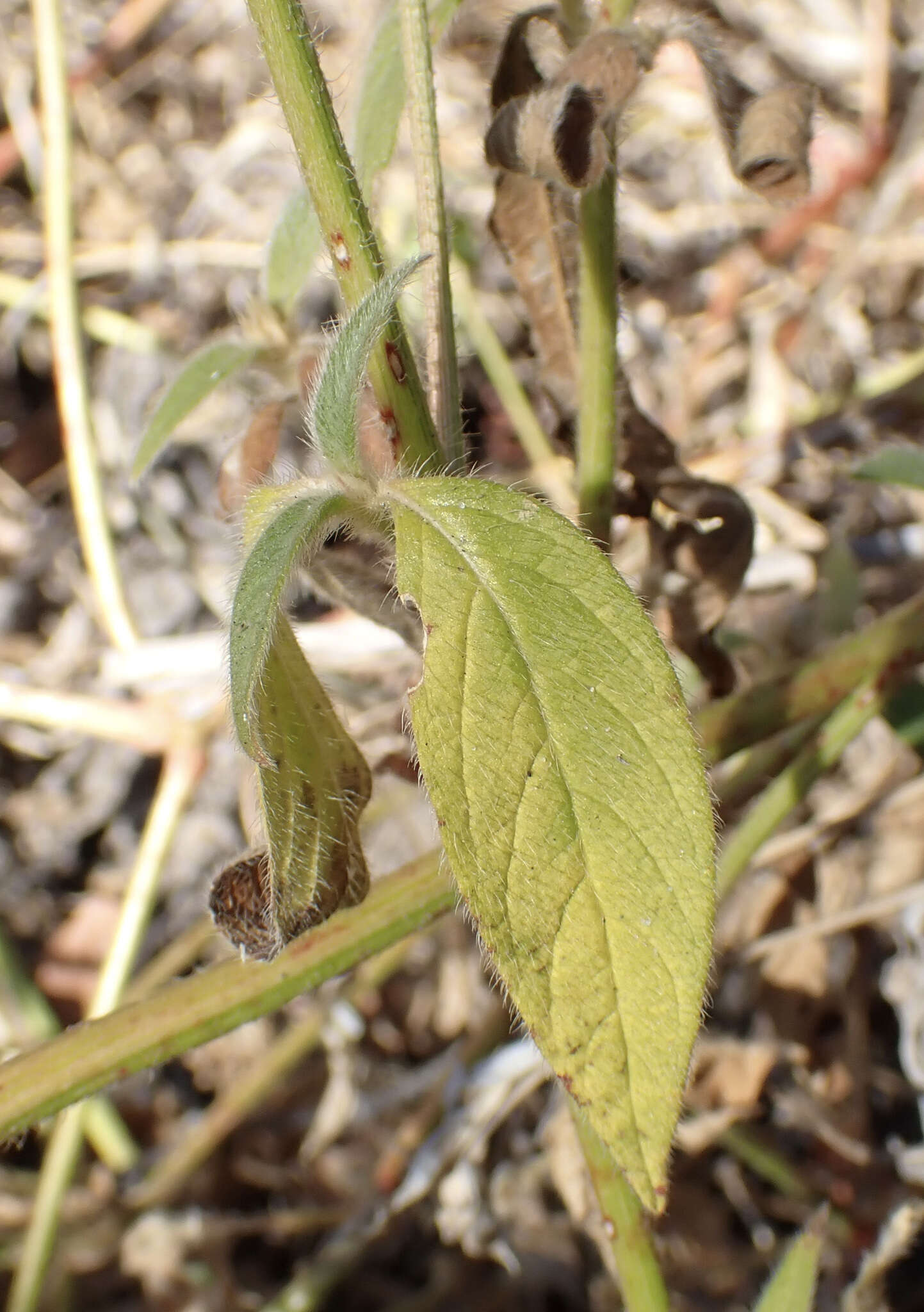 Cyathula orthacantha (Hochst. ex Aschers.) Schinz的圖片