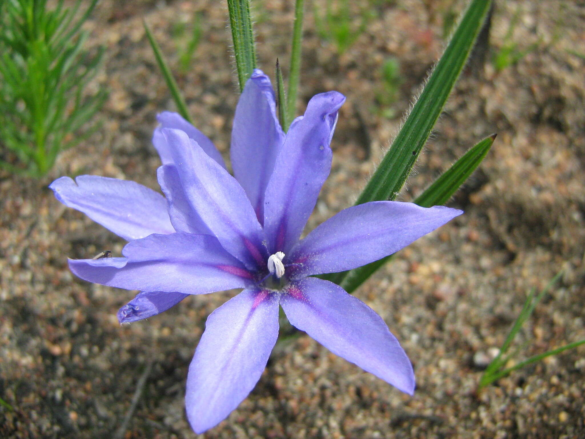 Image of Babiana leipoldtii G. J. Lewis