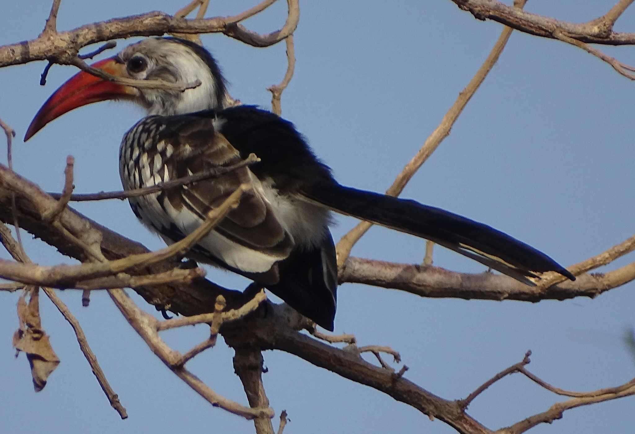 Image of Northern Red-billed Hornbill