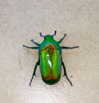 Image of Chlorocala africana camerunica (Moser 1910)