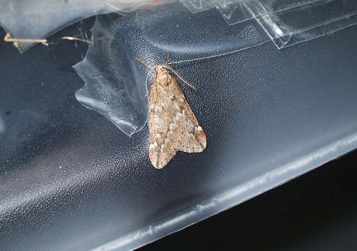 Image of march moth