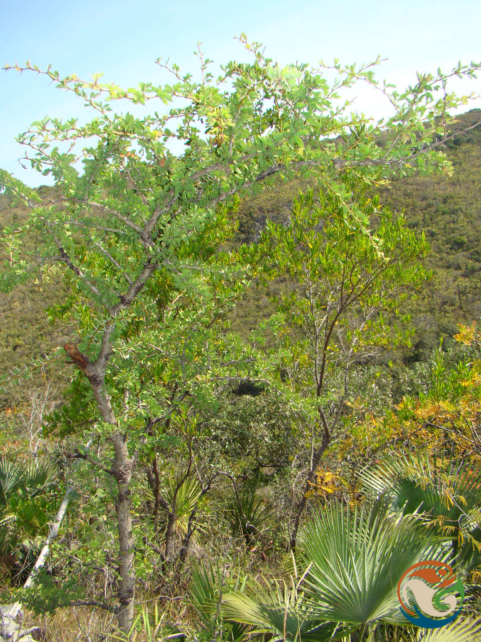 Image of Vachellia bilimekii (J. Macbr.) Seigler & Ebinger