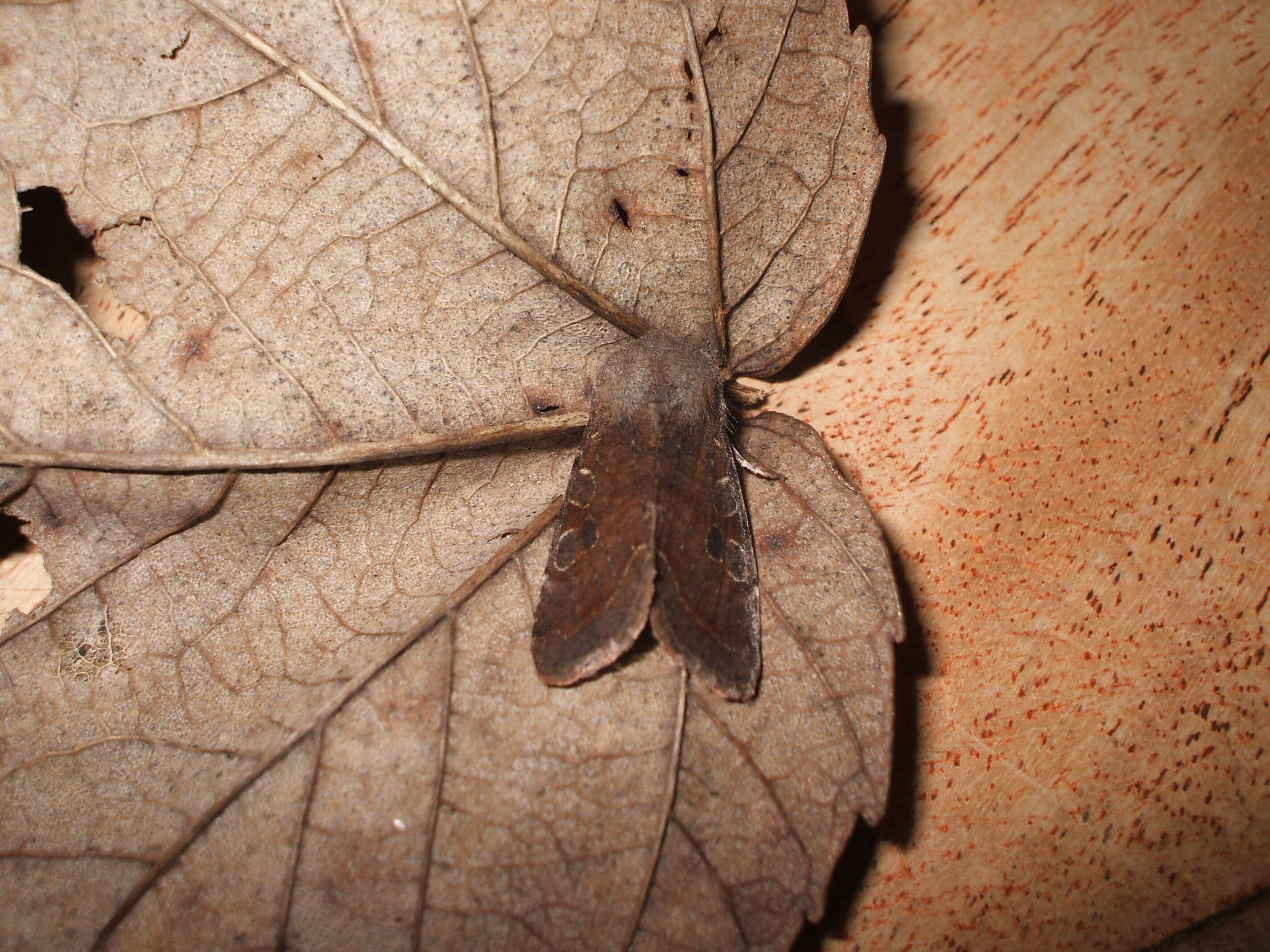 Слика од Orthosia incerta Hufnagel 1767