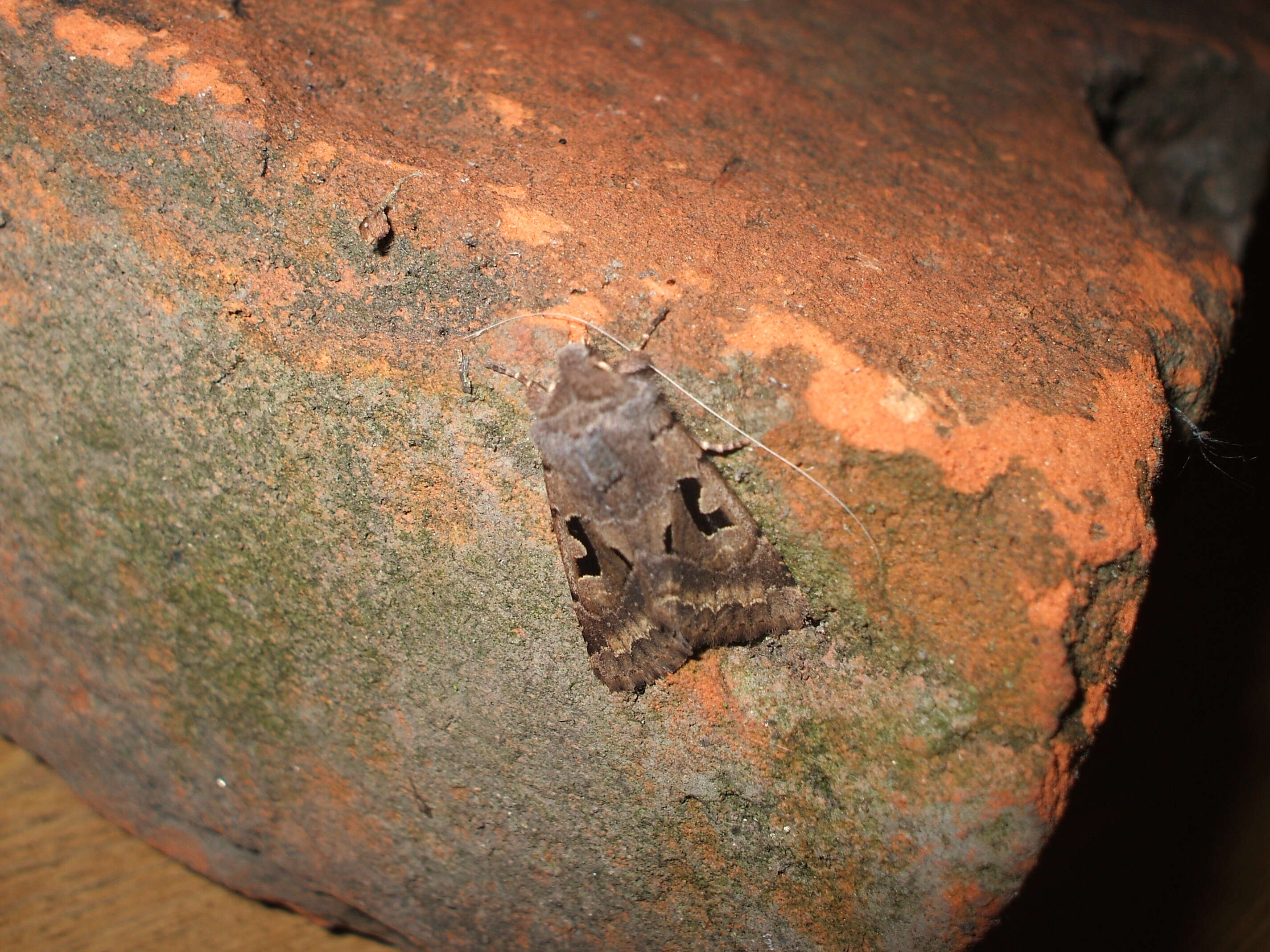 Orthosia gothica Linnaeus 1758 resmi