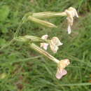 Image of Silene undulata subsp. polyantha J. C. Manning & Goldblatt