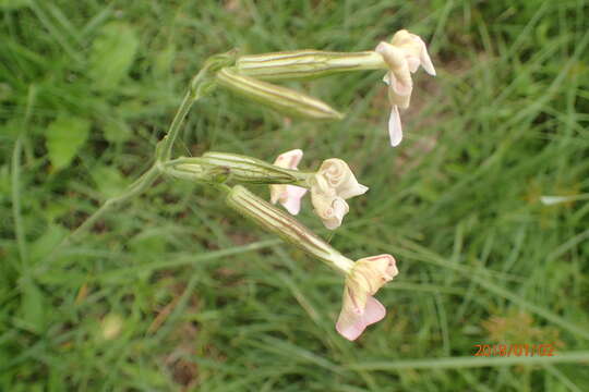 Image of Silene undulata subsp. polyantha J. C. Manning & Goldblatt