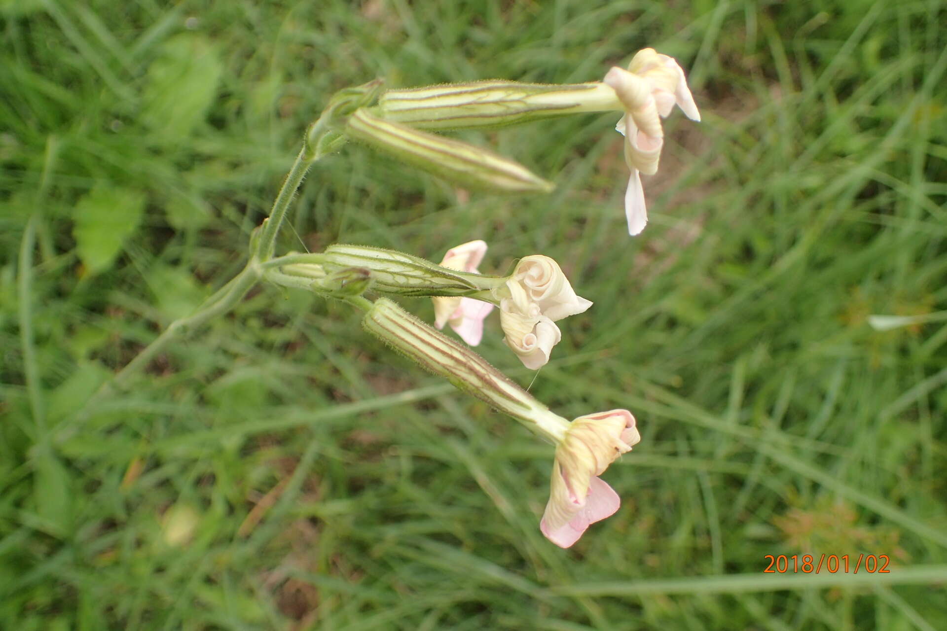 Imagem de Silene undulata subsp. polyantha J. C. Manning & Goldblatt