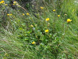 Image of Geum magellanicum Comm. ex Pers.