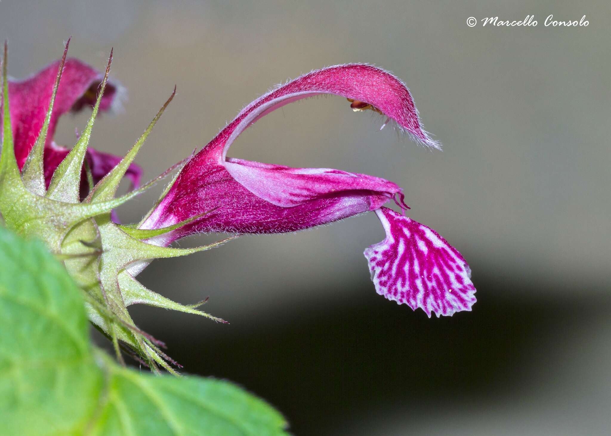 Image of Lamium orvala L.