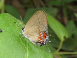 Image of Calycopis cinniana