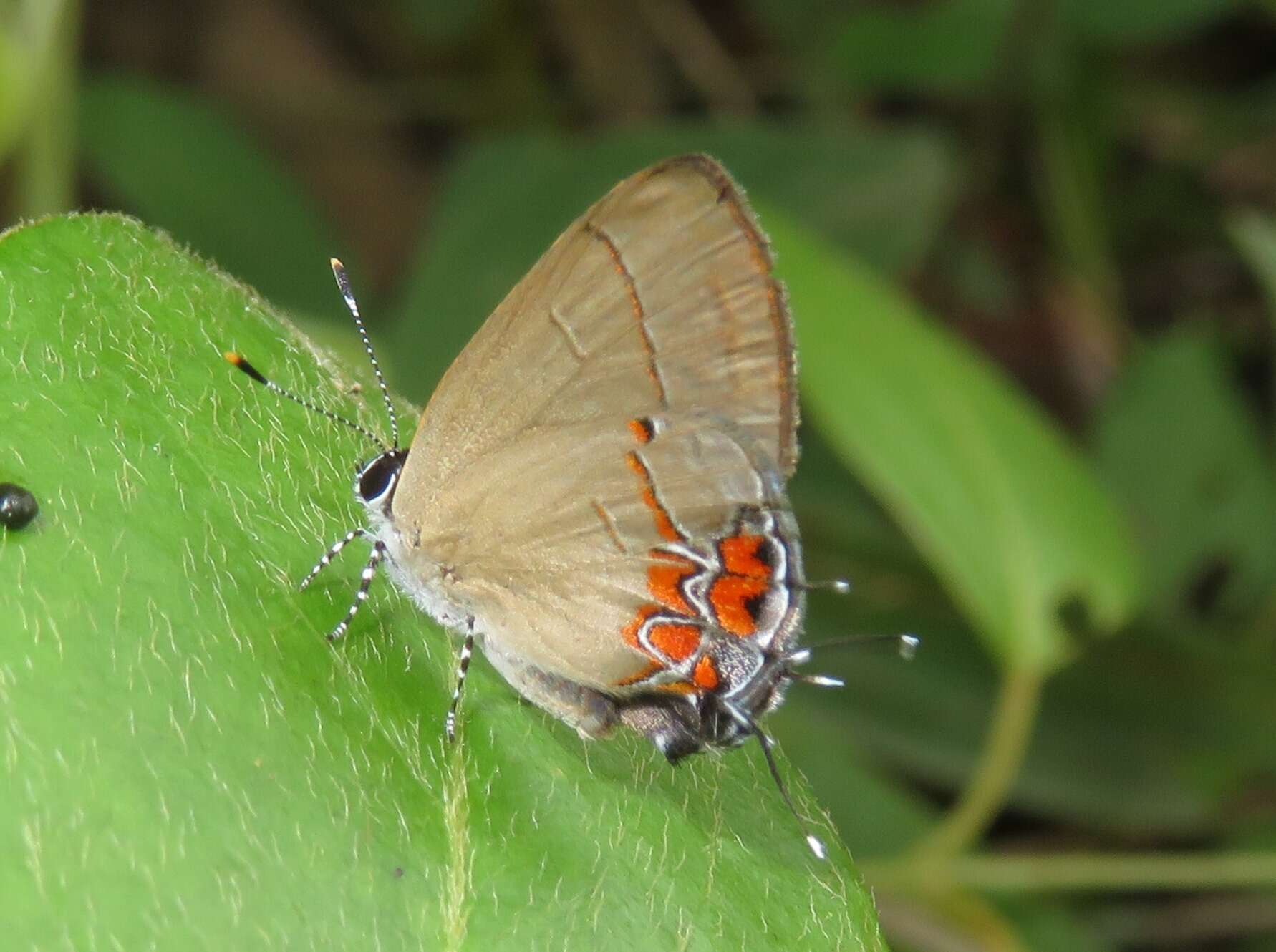 Image de Calycopis cinniana