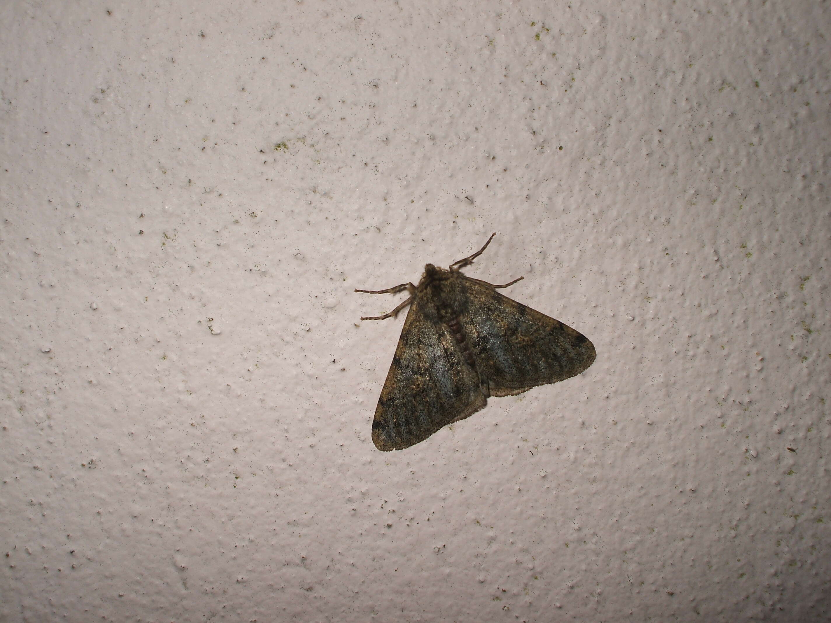 Image of pale brindled beauty