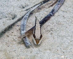 Image of Black flathead