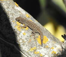 Image of Namaqua Day Gecko