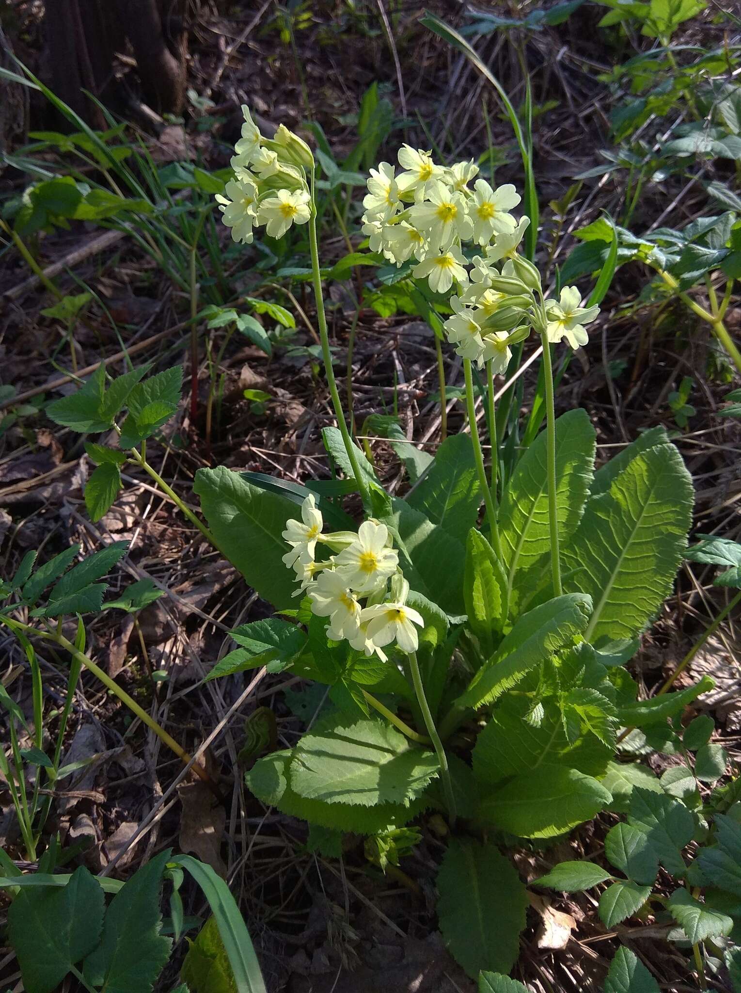 Image of Primula elatior subsp. pallasii (Lehm.) W. W. Sm. & Forrest