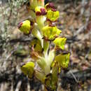 Image of Corycium deflexum (Bolus) Rolfe