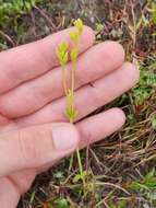 Image of Sebaea albidiflora F Muell.