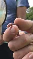 Image of Iberian Worm Lizard