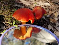 Image of Hygrocybe polychroma Bougher & A. M. Young 1997