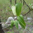 Image of Stemona lucida (R. Br.) Duyfjes
