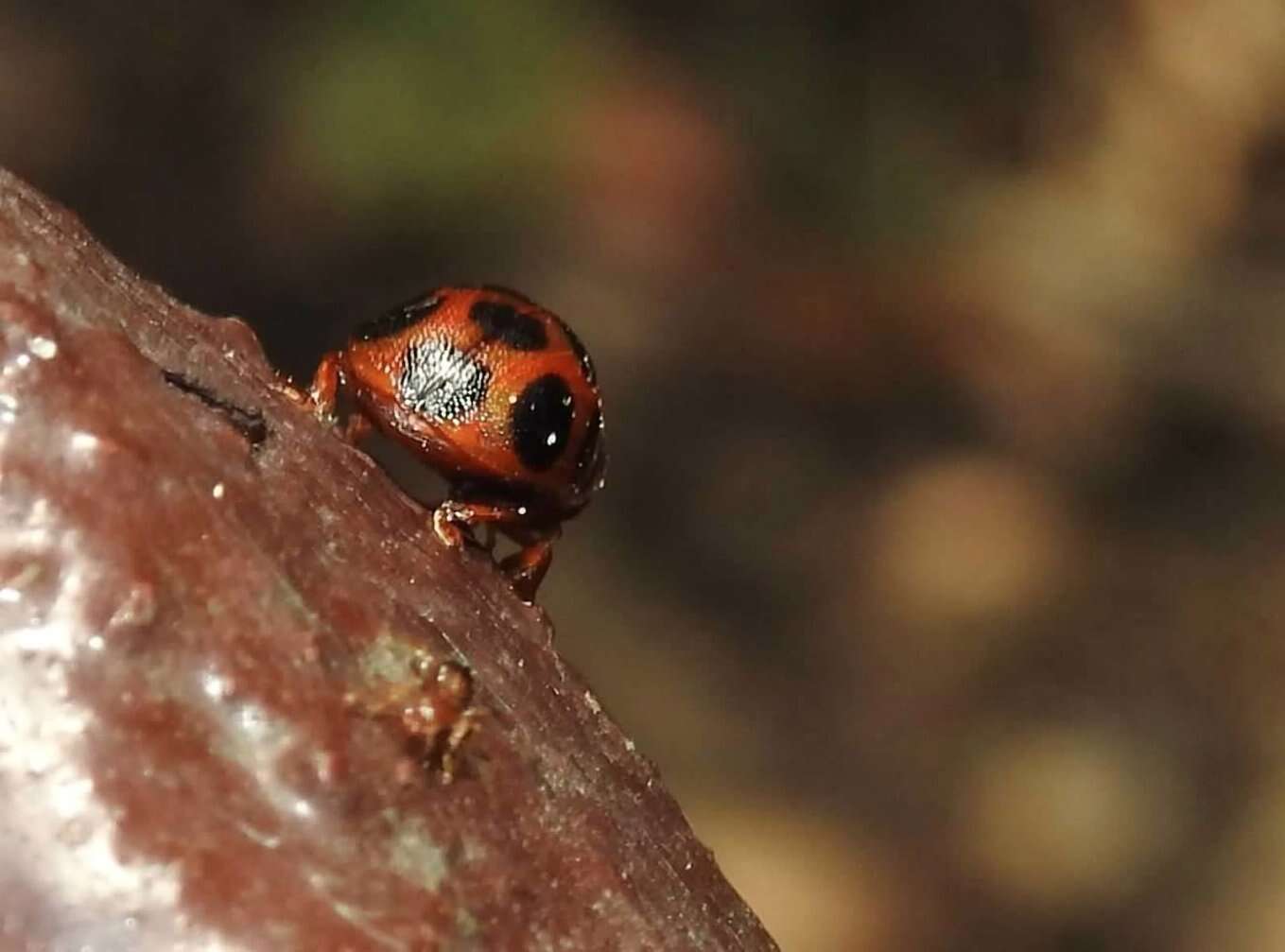 صورة <i>Gonioctena tredecimmaculata</i>