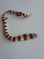 Image of Desert Banded Snake