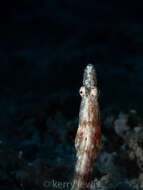 Image of Yellowface Pikeblenny