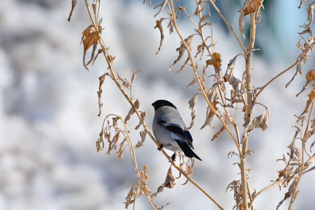 Image of Baikal Bullfinch