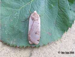 Image of Large Yellow Underwing